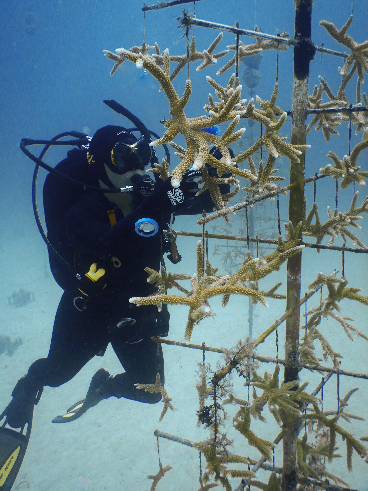 Fieldwork - Scuba - CRF - Coral Restoration 2018.jpg